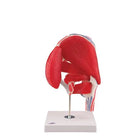 Coxofemoral joint, 7 pieces - Anatomy and pathology