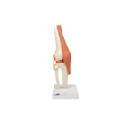 Deluxe functional model of the knee joint - Anatomy and pathology