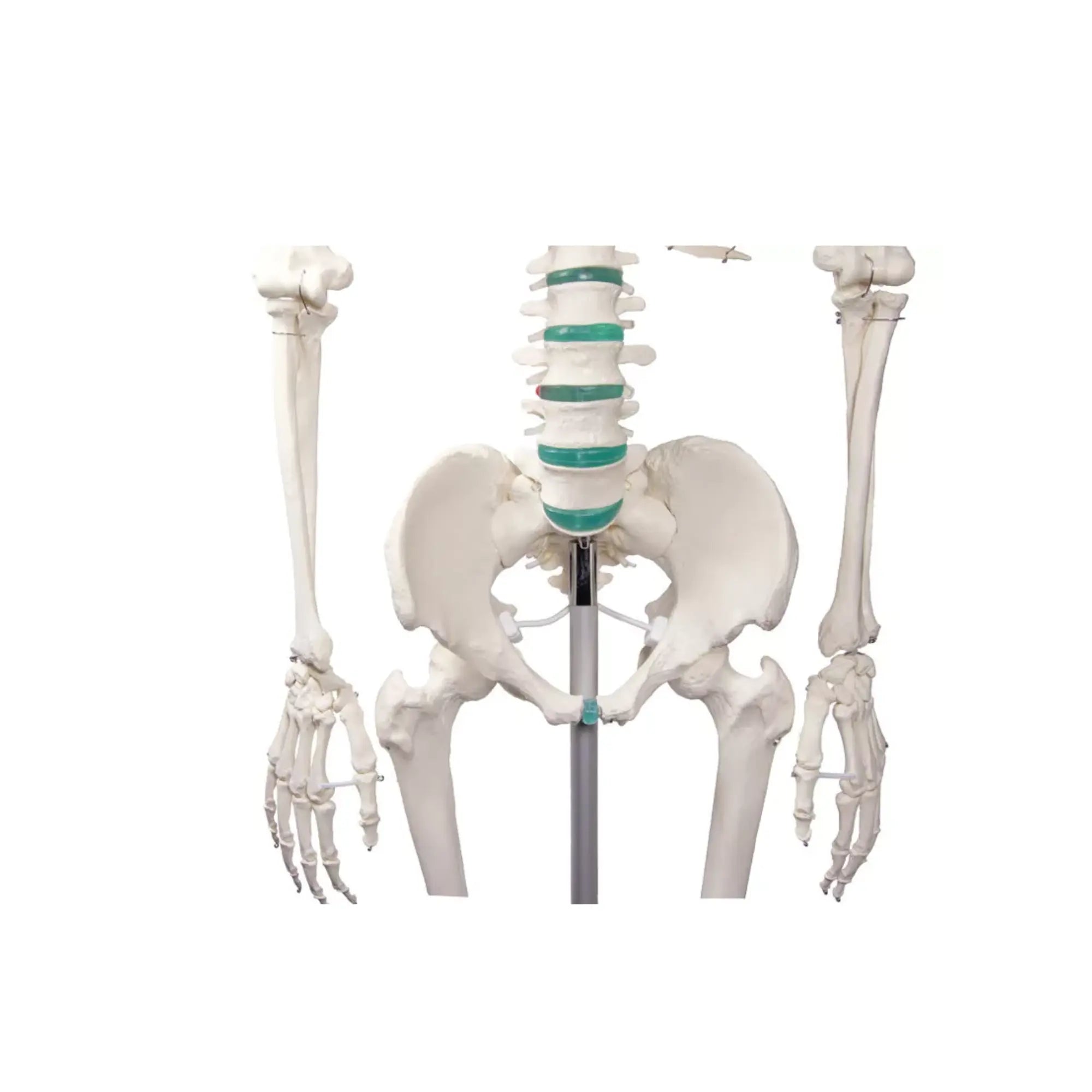 Squelette corps humain 1m78 Oscar Ruck 