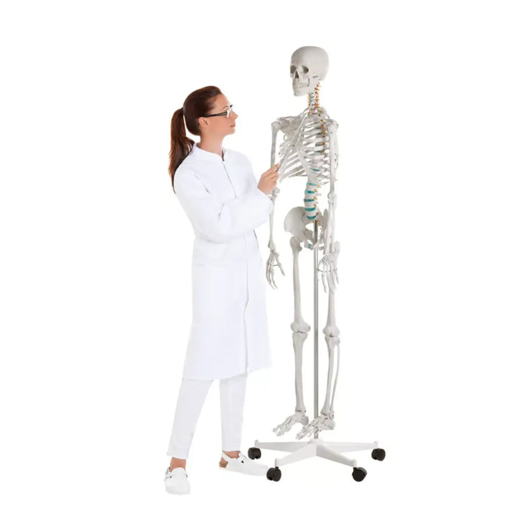 Squelette corps humain 1m78 Oscar Ruck 