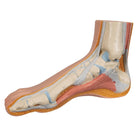 Skeleton of a normal foot - 3B Scientific