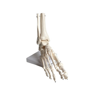 Squelette du pied articulé - My Podologie My Podologie 